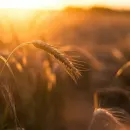 Резкий рост зернового экспорта из Мордовии отметил Россельхознадзор