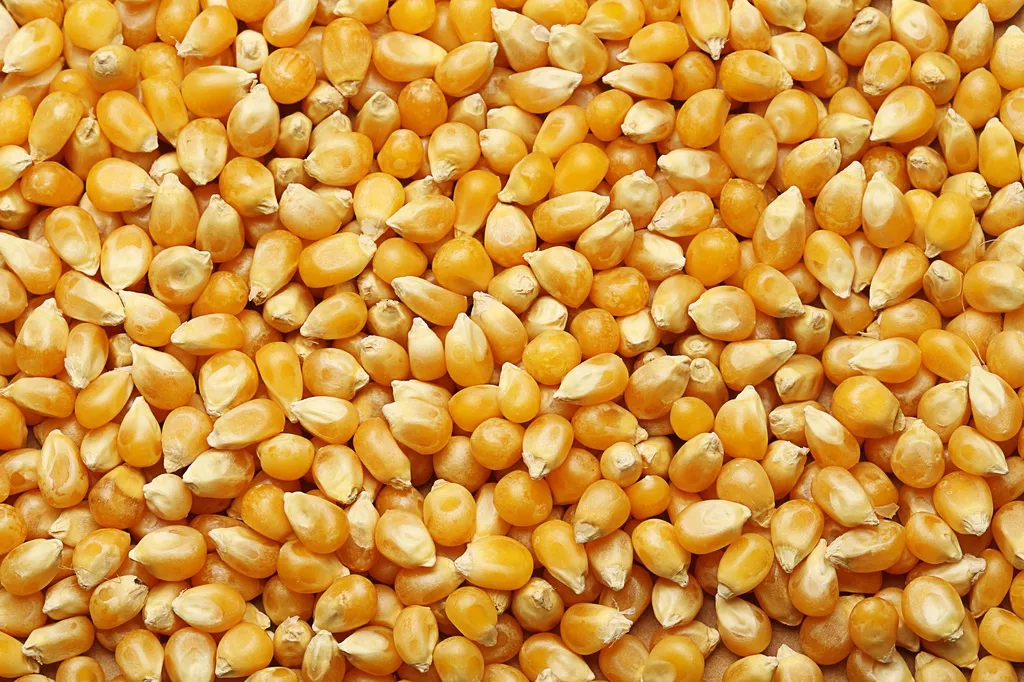 кукуруза в Саранске и Республике Мордовия