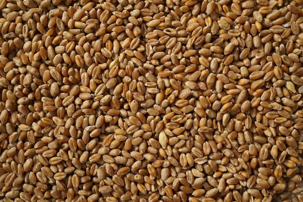 пшеница  в Саранске и Республике Мордовия
