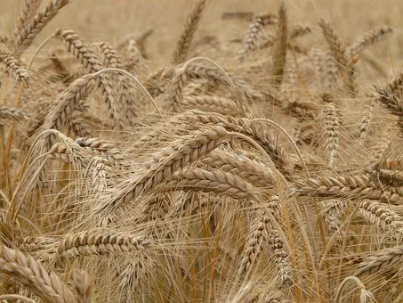 Урожай зерна 2021 в Республике Мордовия превысил отметку в 1 млн тонн