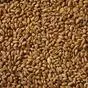 пшеница  в Саранске и Республике Мордовия