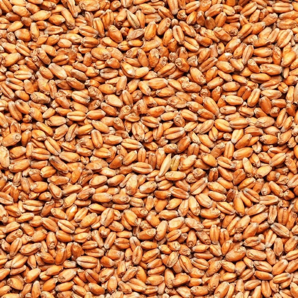 фотография продукта Зерно пшеницы и ячменя
